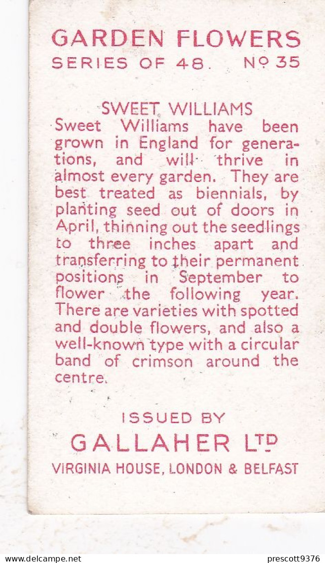 35 Sweet William  - Garden Flowers 1938 - Gallaher Cigarette Card - Original - - Gallaher