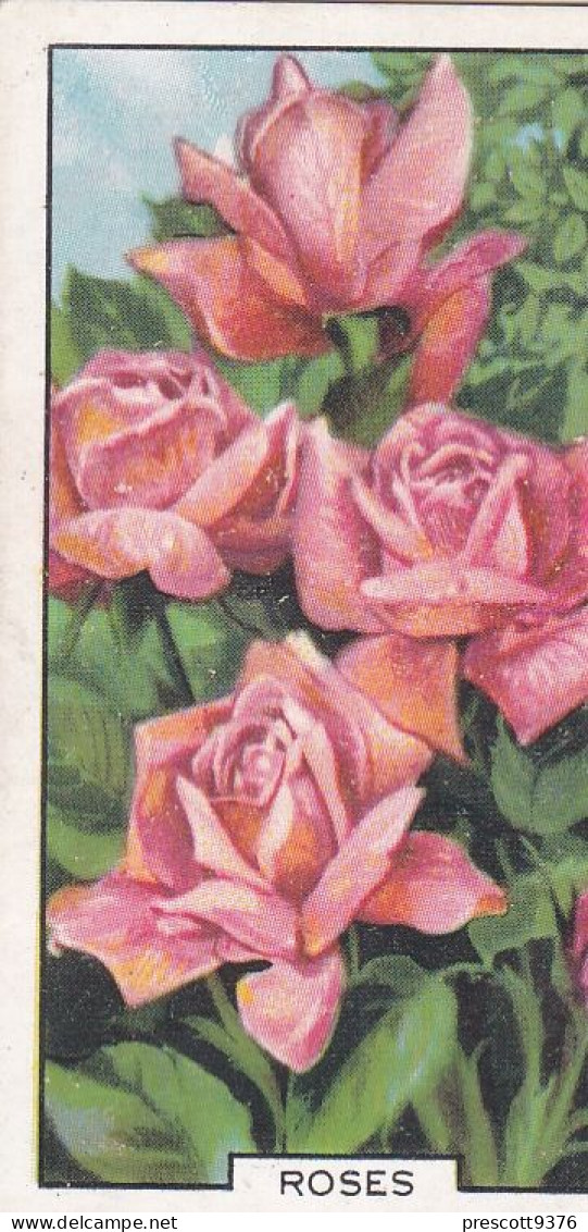 Roses  - Garden Flowers 1938 - Gallaher Cigarette Card - Original - - Gallaher