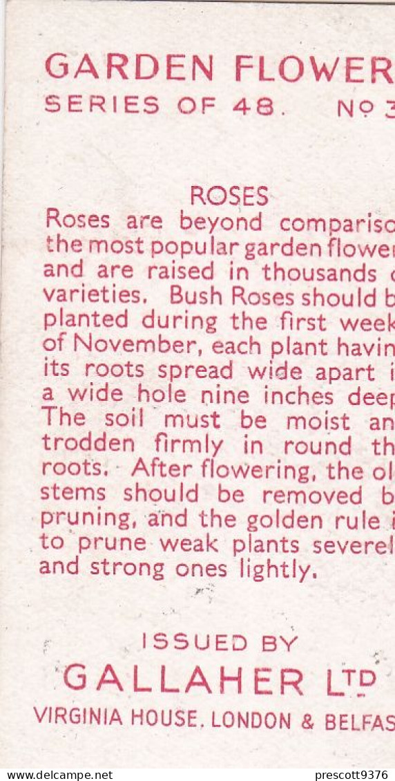 Roses  - Garden Flowers 1938 - Gallaher Cigarette Card - Original - - Gallaher