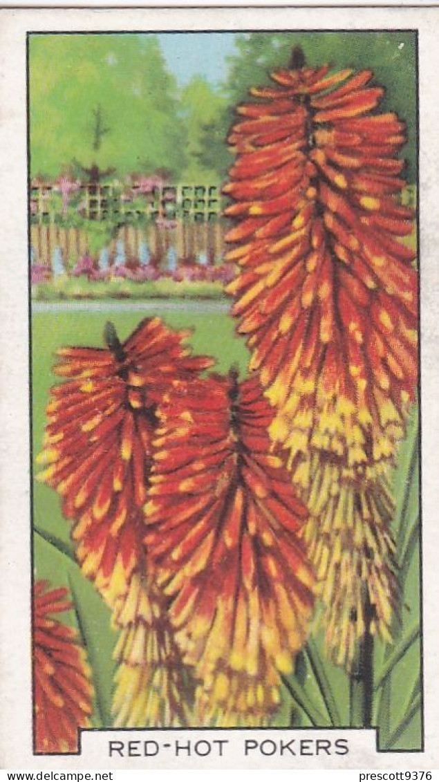 37 Red Hot Pokers  - Garden Flowers 1938 - Gallaher Cigarette Card - Original - - Gallaher