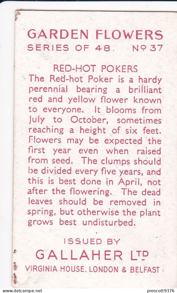 37 Red Hot Pokers  - Garden Flowers 1938 - Gallaher Cigarette Card - Original - - Gallaher