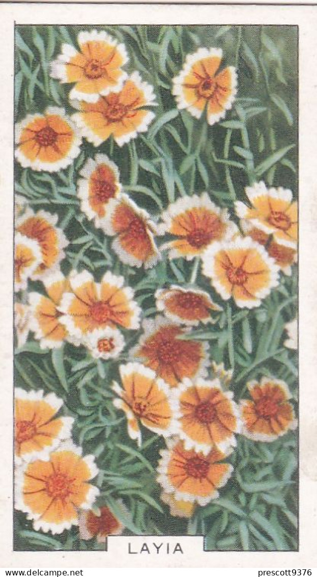 31 Layia - Garden Flowers 1938 - Gallaher Cigarette Card - Original - - Gallaher