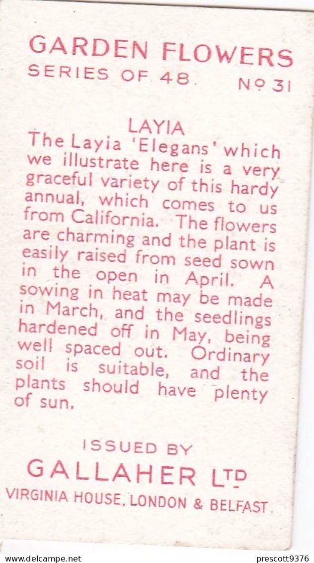 31 Layia - Garden Flowers 1938 - Gallaher Cigarette Card - Original - - Gallaher