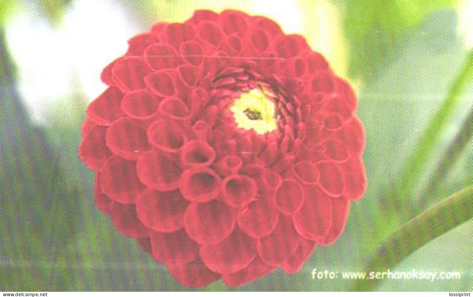 Turkey:Used Phonecard, Türk Telekom, 100 Units, Flower, 2003 - Türkei