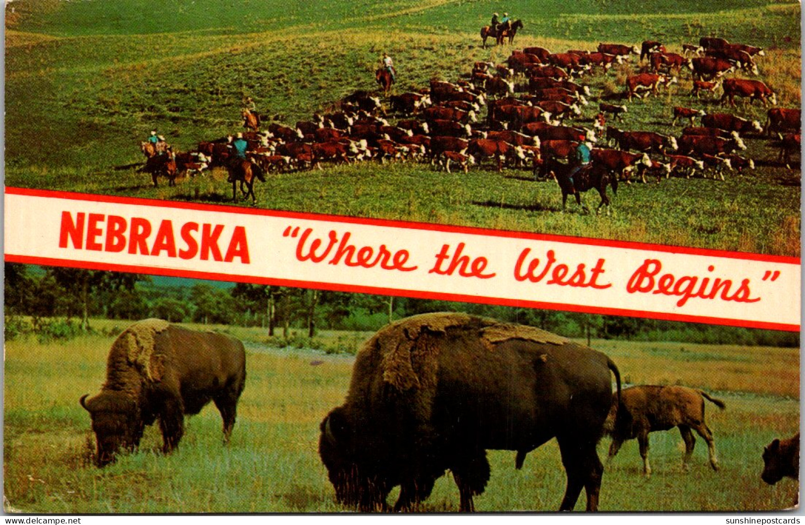 Nebraska Where The West Begins Split View Buffalo And Cattle - Otros & Sin Clasificación