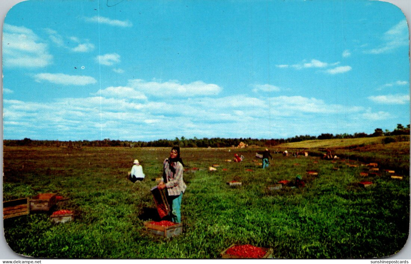 Massachusetts Cape Cod Cranberry Bog At Picking Time 1955 - Cape Cod