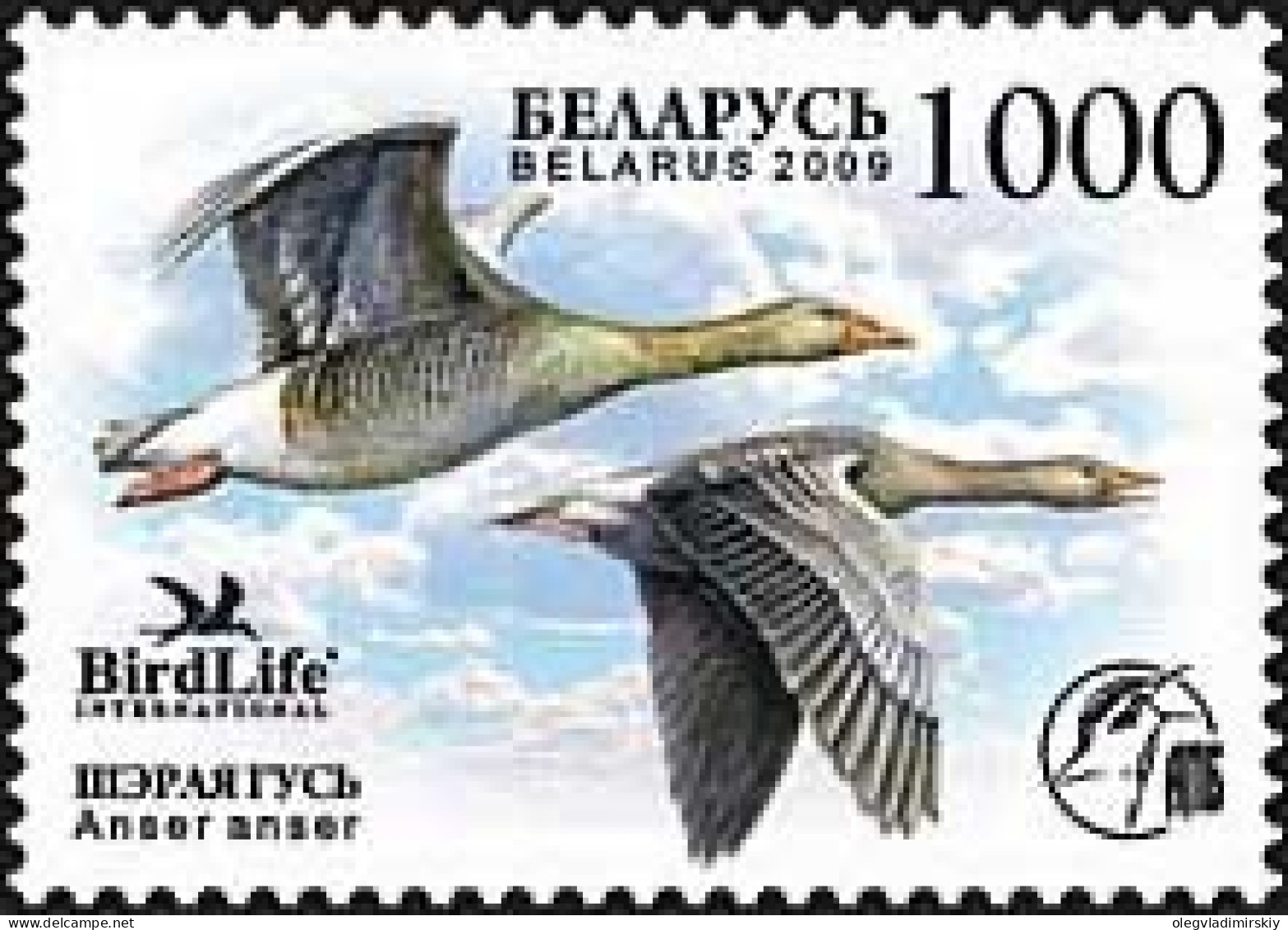 Belarus Belorussia Weissrussland 2009 Birdlife Grey Goose Stamp Mint - Gansos