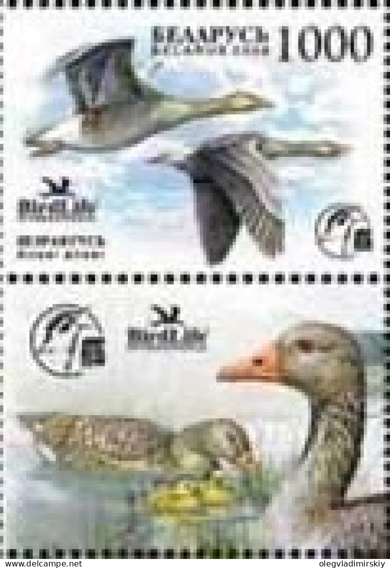 Belarus Belorussia Weissrussland 2009 Birdlife Grey Goose Stamp With Label Mint - Gansos