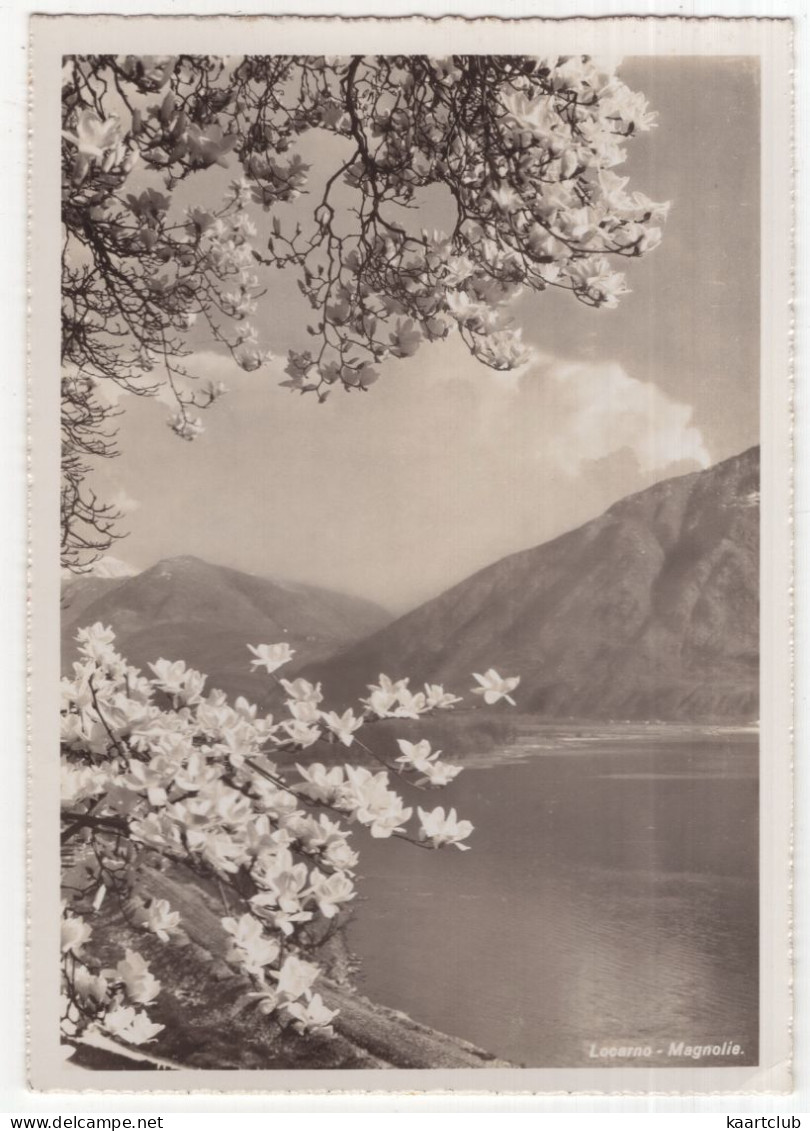 Locarno. Magnolie. - (TI, Suisse/Svizzera) - Agno