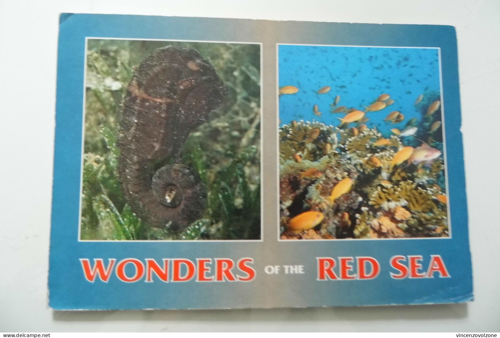 Cartolina Viaggiata "WONDER OF THE RED SEA" 2001 - Sharm El Sheikh