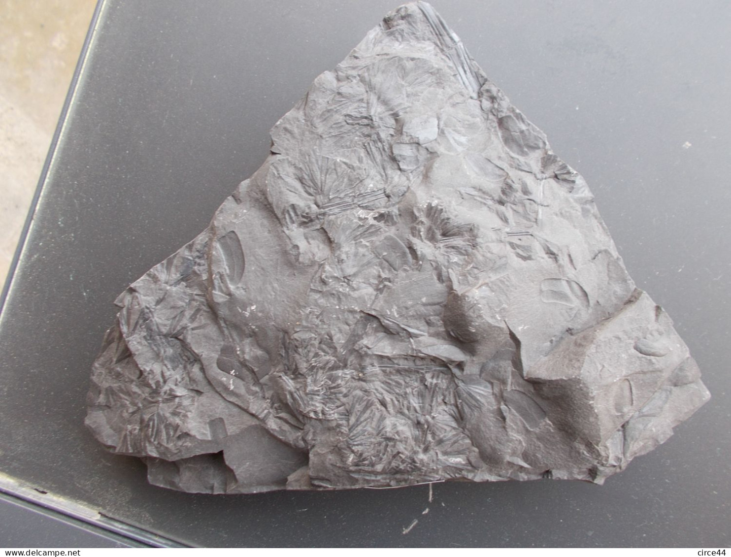 FLORE DU CARBONIFERE.ANNULARIA ELEGANS.NOYELLES LES LENS.MASSE.1.50kg. - Fossiles