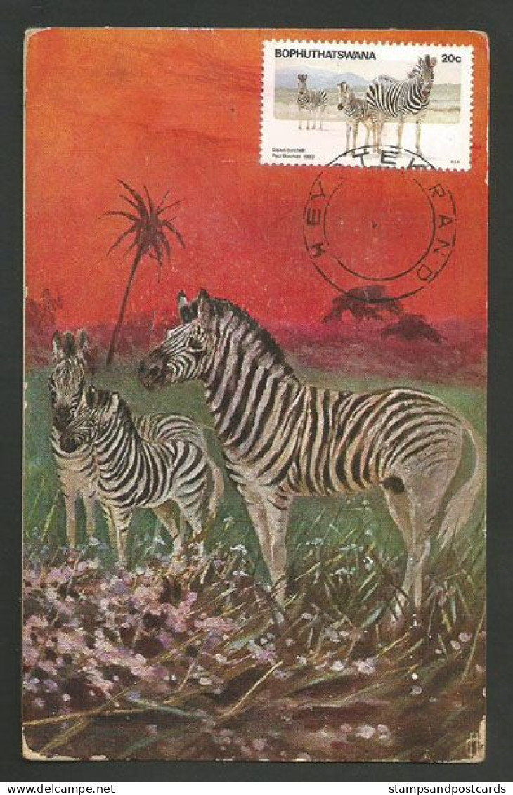 Afrique Du Sud Zèbre Carte Maximum Avec CPA South Africa Zebra Old PC Maxicard - Chevaux