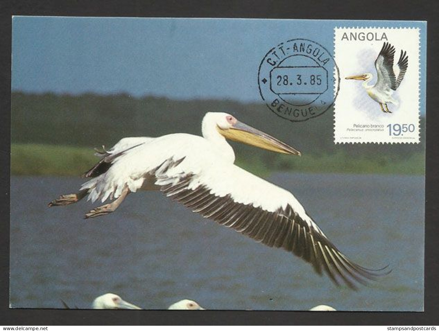 Angola Pélican Oiseau Carte Maximum 1985 Pelican Bird Maxicard - Pelikane