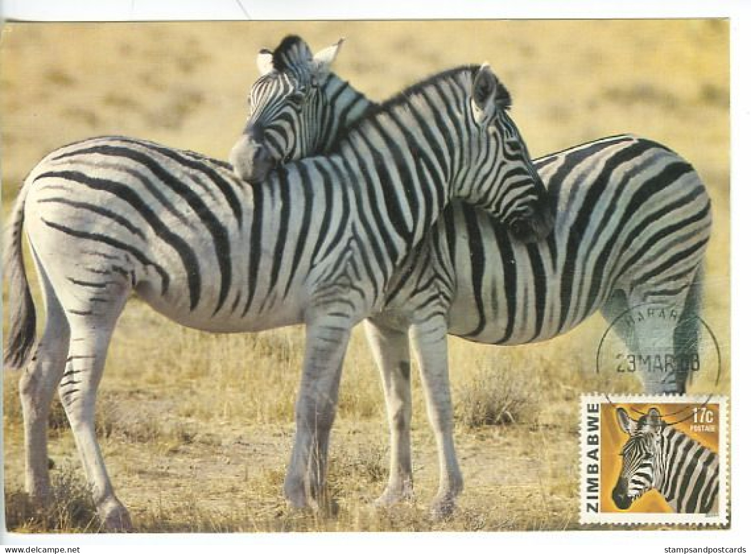 Zèbre Zimbabwe Rhodesia Rare Carte Maximum Zebra Rare Maxicard - Chevaux