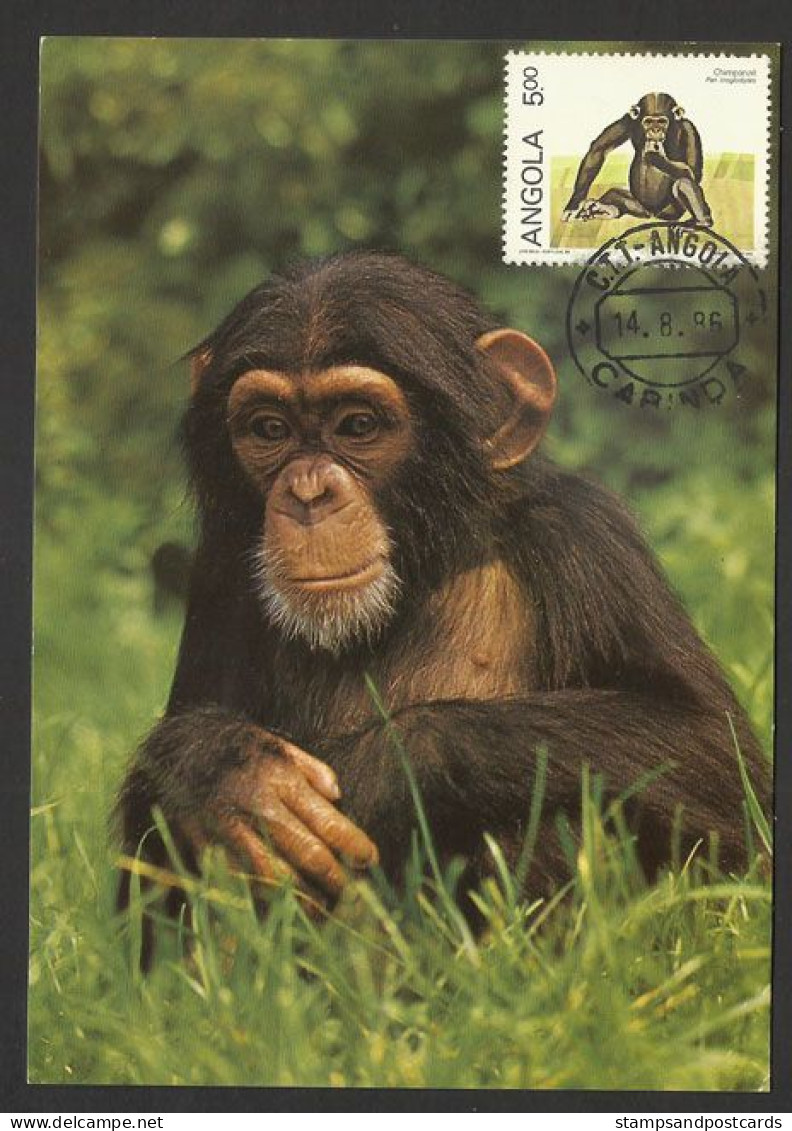 Angola Chimpanzé Commun Carte Maximum 1986 Cachet Cabinda Common Chimpanzee Maxicard - Chimpanzés