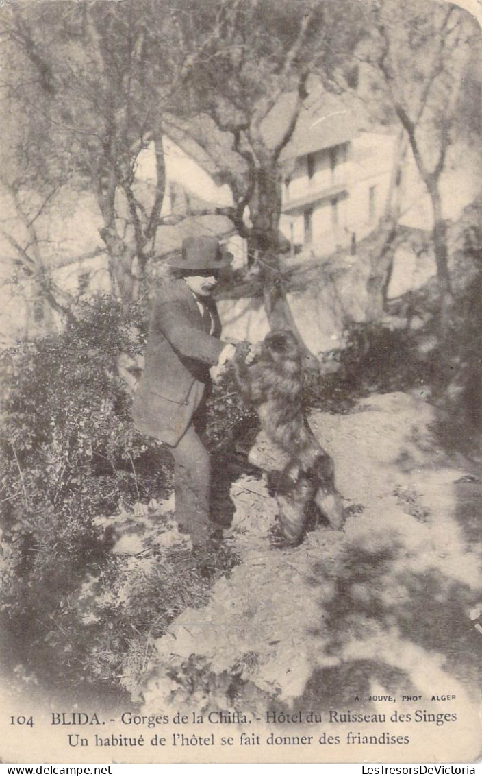 ALGERIE - Blida - Gorges De La Chiffa - Hôtel Du Ruisseau Des Singes - Un Habitué De L'hôtel.. - Carte Postale Ancienne - Blida