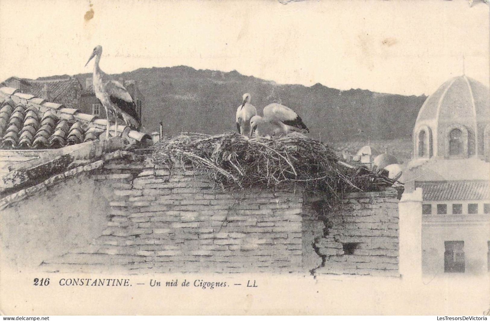 ALGERIE - Constantine - Un Nid De Cigognes - Carte Postale Ancienne - Constantine