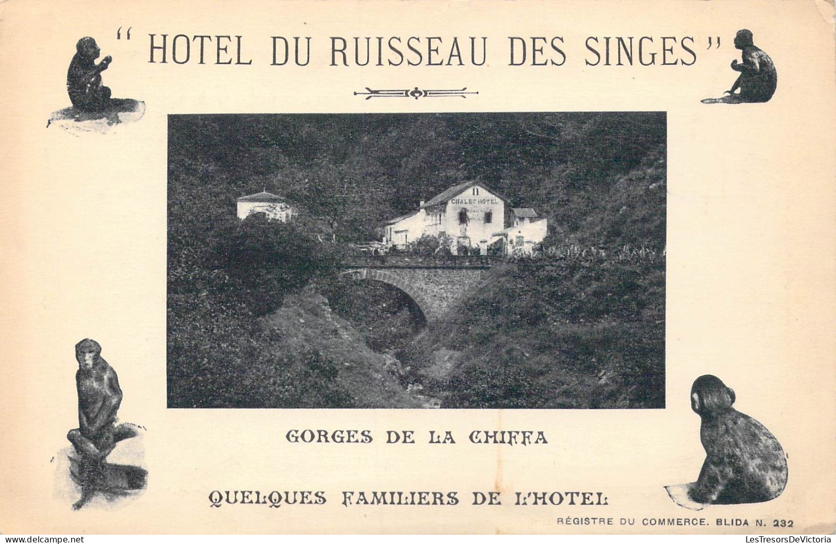 ALEGERIE - Gorges De La Chiffa - Hôtel Du Ruisseau Des Singes - Quelques Familiers De L'hôtel - Carte Postale Ancienne - Autres & Non Classés
