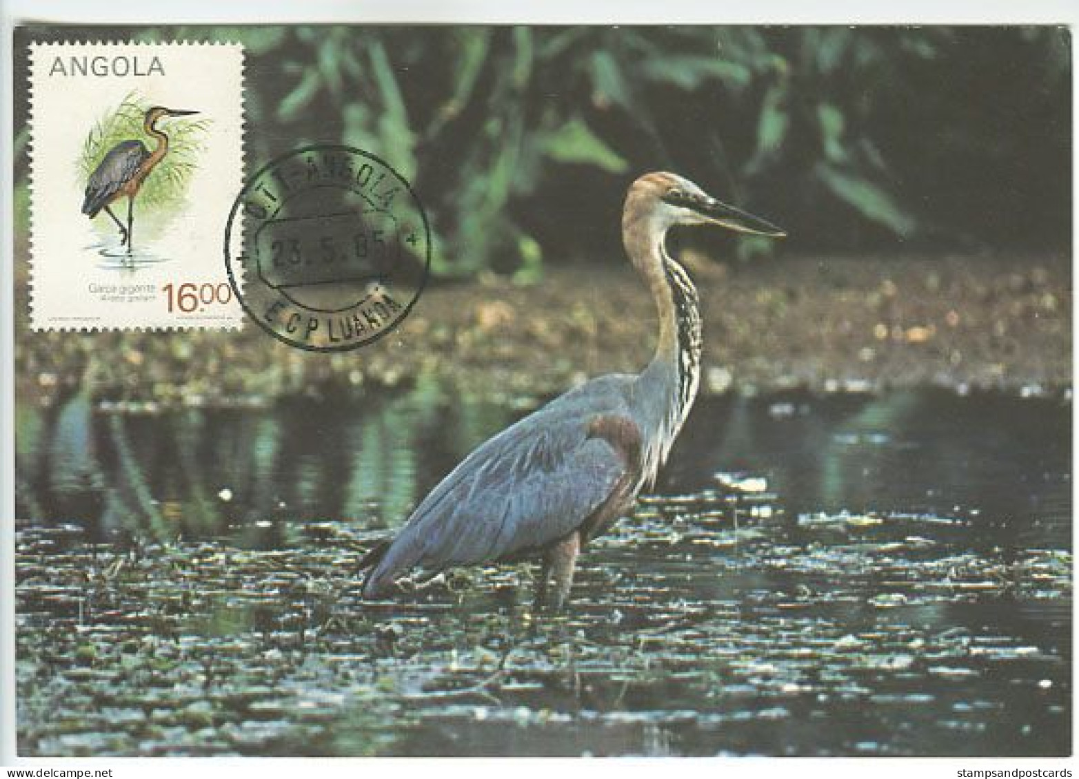 Angola Oiseau Héron Goliath Ardea Goliath Carte Maximum 1985 Goliath Heron Bird Maxicard - Pelicans