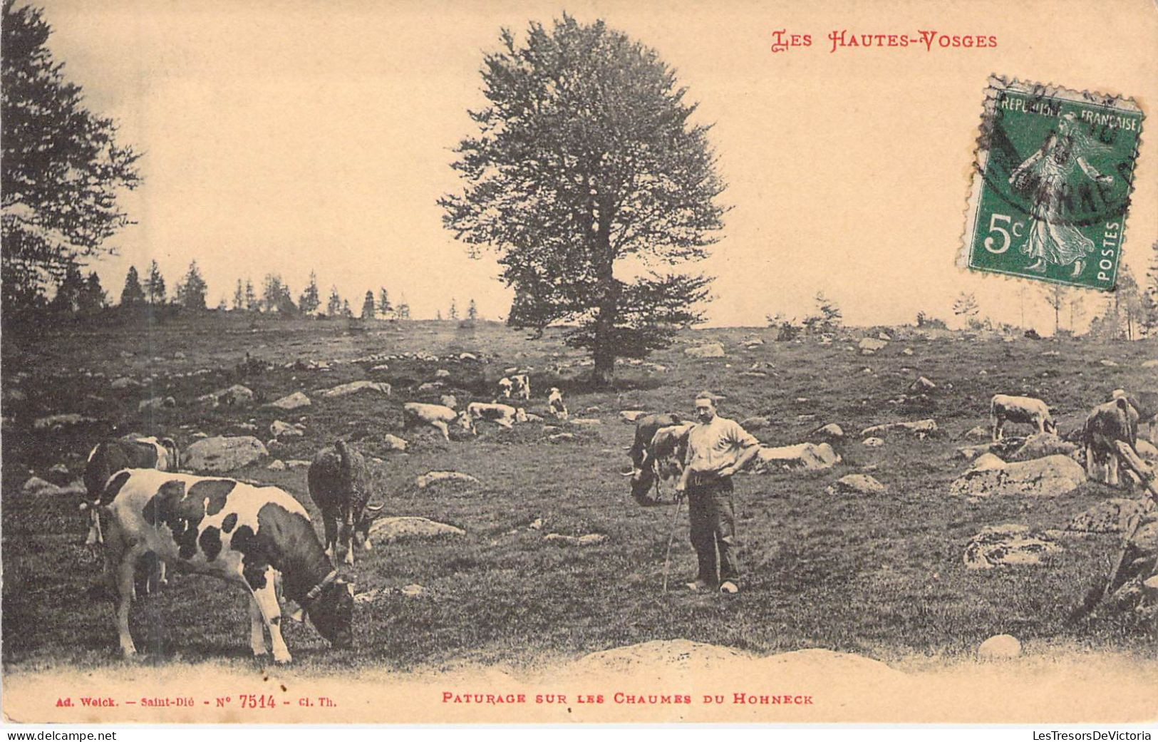 FRANCE - 88 - LEHONECK - Paturage Sur Les Chaumes Du Hohneck - Carte Postale Ancienne - Sonstige & Ohne Zuordnung