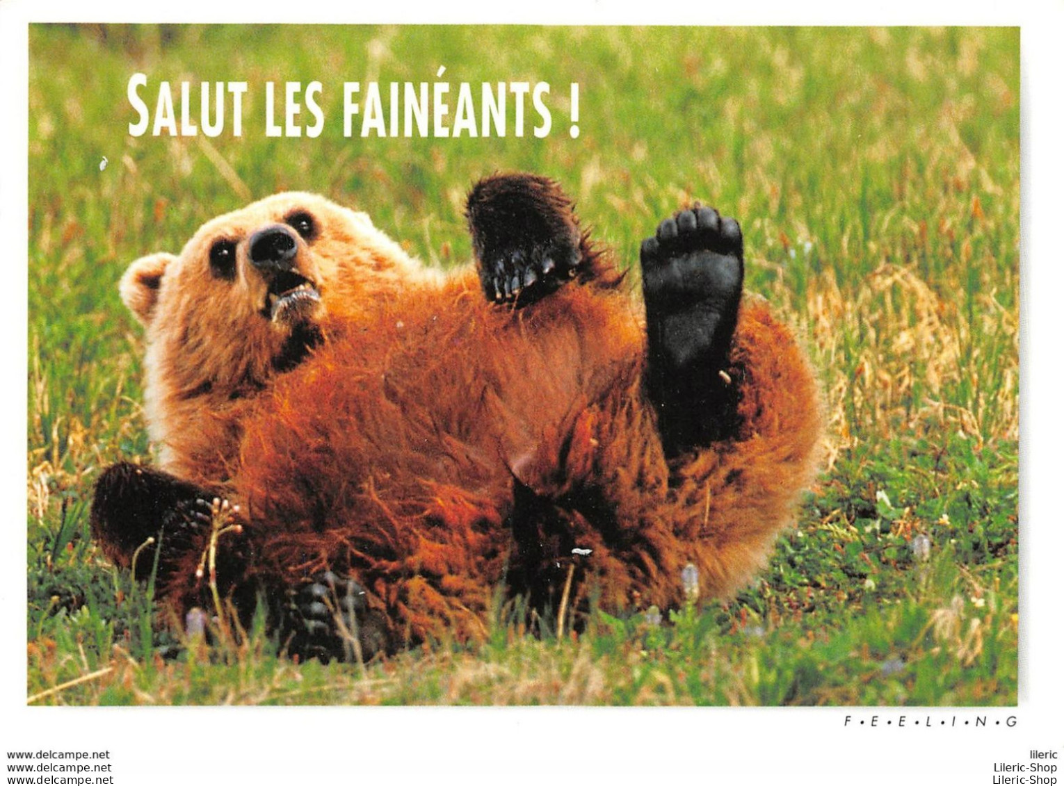 CPM HUMOUR COMIC " SALUT LES FAINÉANTS ! " # OURS # BEAR # BÄR # ORSO # OSO # PHOTO PAUL MC CORMICK - Beren