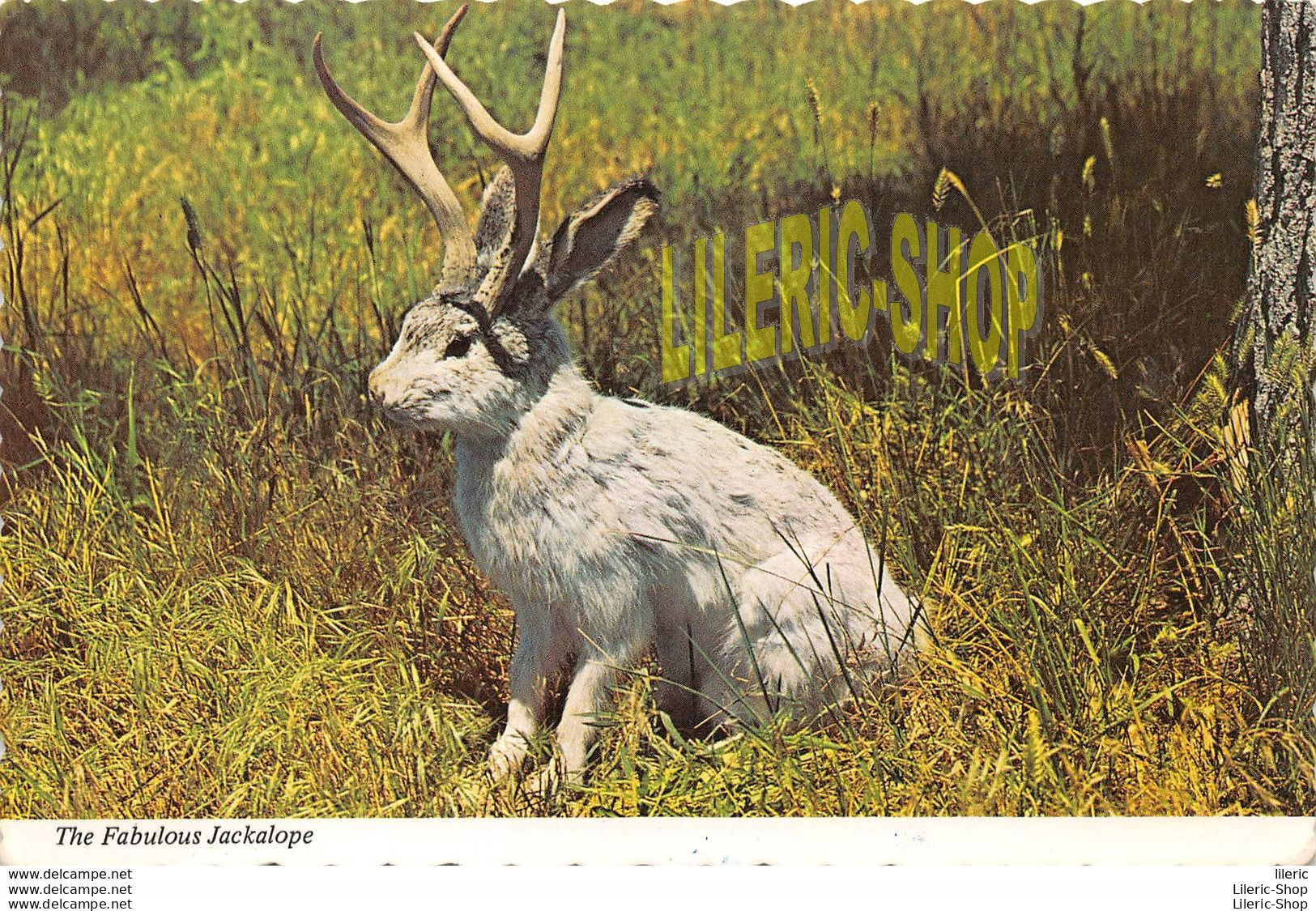 THE FABULOUS JACKALOPE OF NORTH AMERICA # RABBIT # LAPIN # 1987 - BY WYOMING CARD SERVICE - Autres & Non Classés