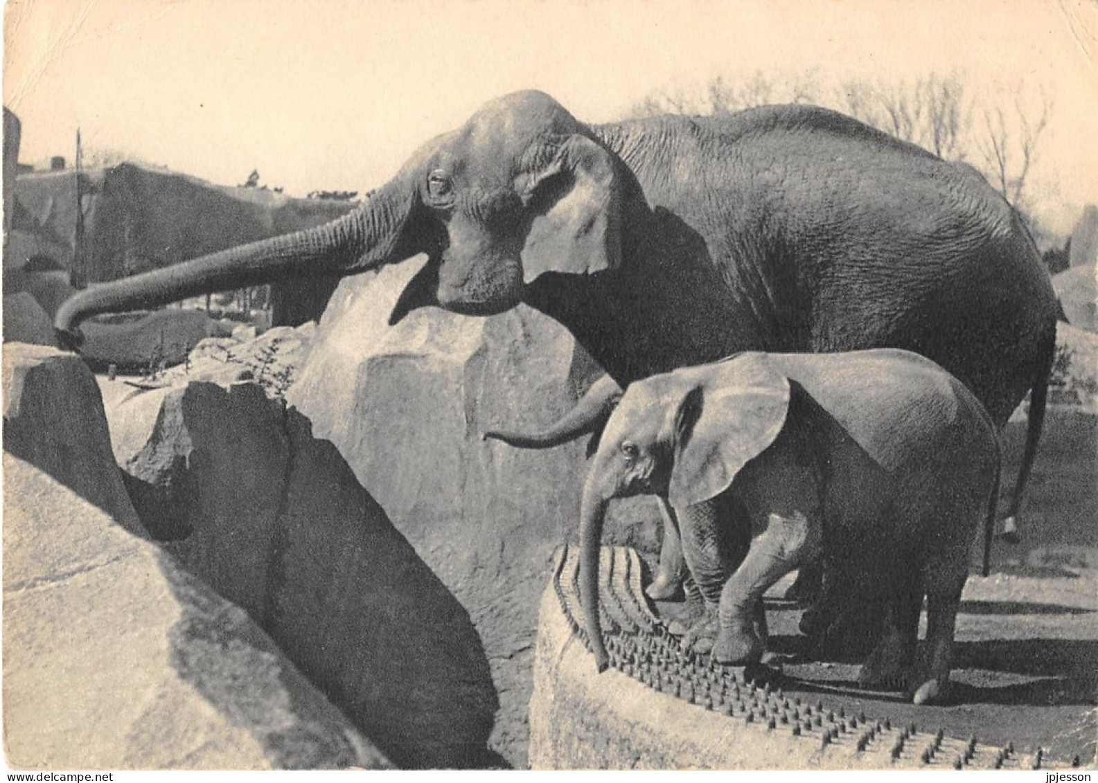 ANIMAUX - ELEPHANT - ELEPHANT D'ASIE FEMELLE ET JEUNE ELEPHANT D'AFRIQUE - PARC ZOOLOGIQUE DU BOIS DE VINCENNES - Éléphants