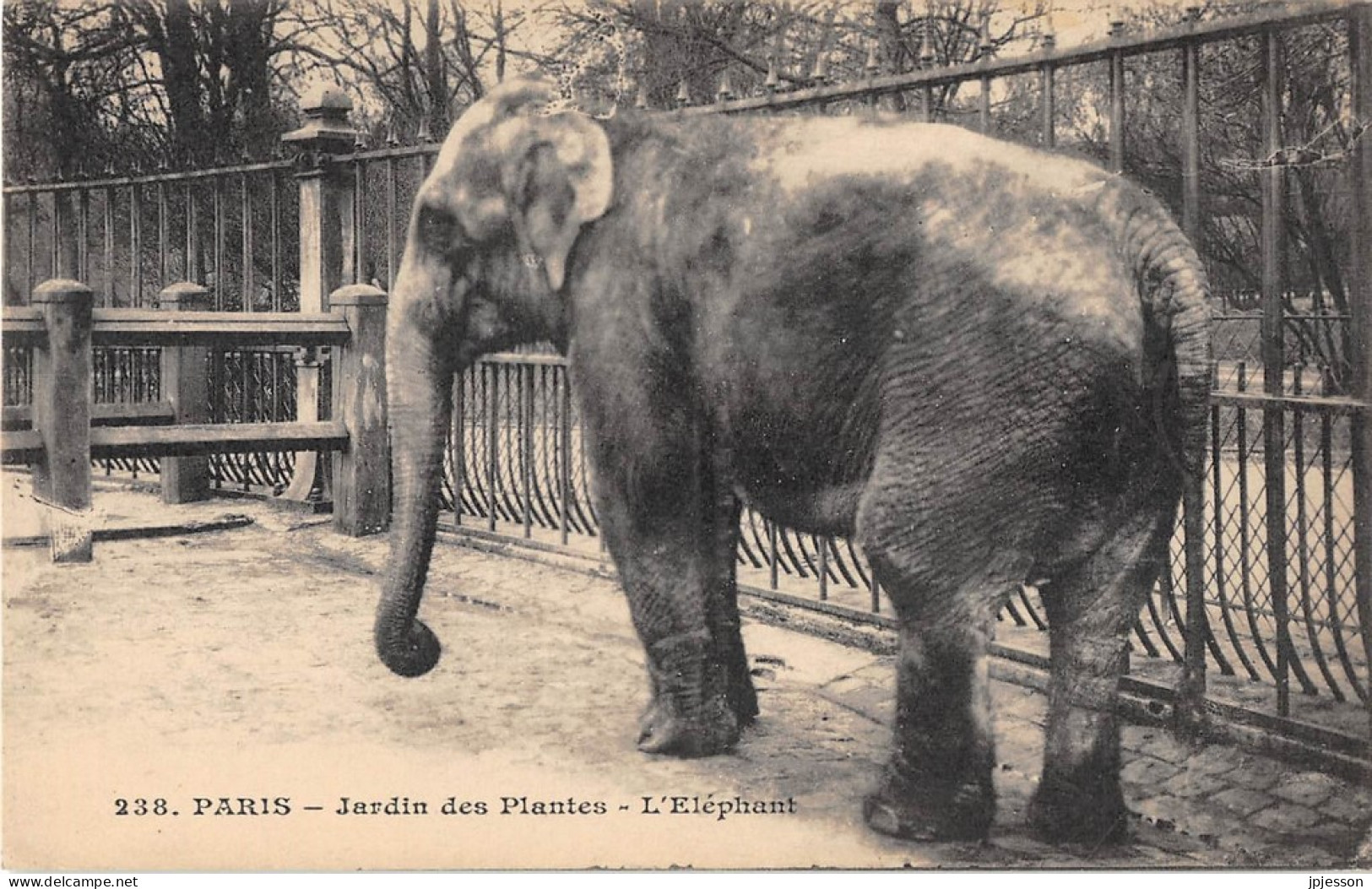 ANIMAUX - ELEPHANT - PARIS, JARDIN DES PLANTES - Éléphants