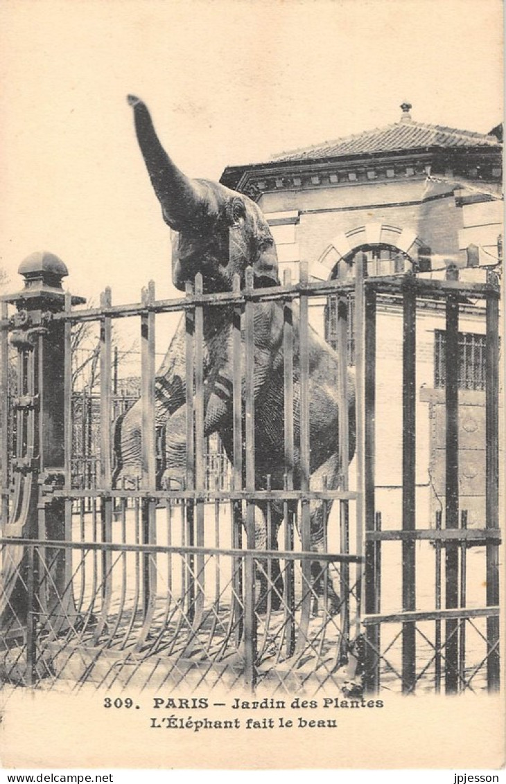 ANIMAUX - ELEPHANT - PARIS, JARDIN DES PLANTES  - L'ELEPHANT FAIT LE BEAU - Éléphants