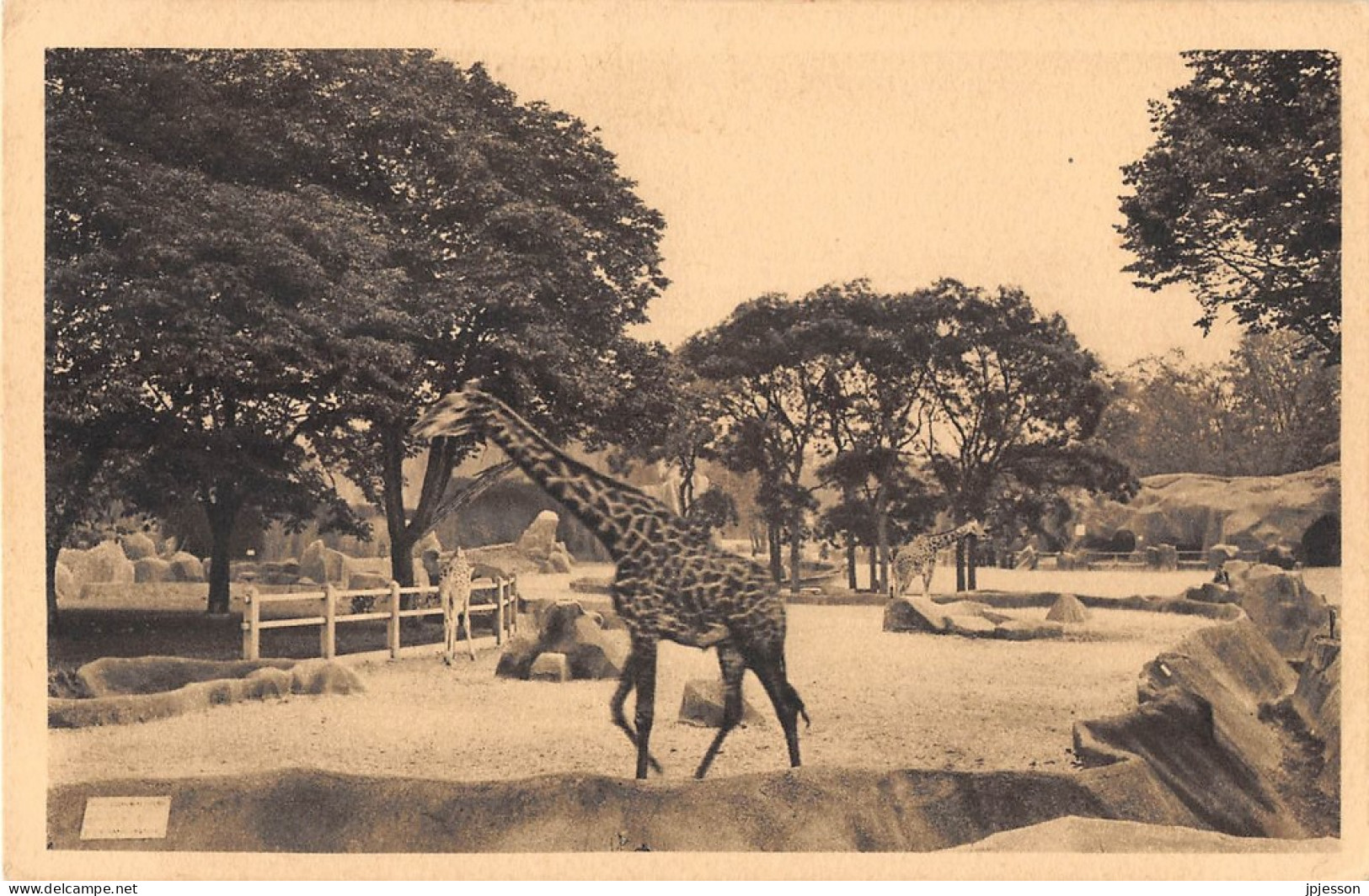 ANIMAUX - GIRAFE - PARIS, PARC ZOOLOGIQUE DU BOIS DE VINCENNES - LES GIRAFES - Jirafas