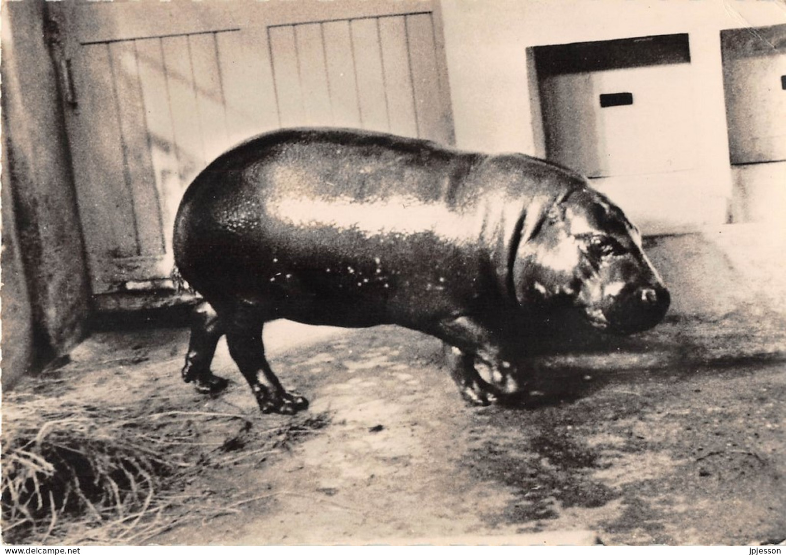 ANIMAUX - HIPPOPOTAME NAIN DU LIBERIA - PUBLICITE LABORATOIRES MONTREUIL - Hippopotames