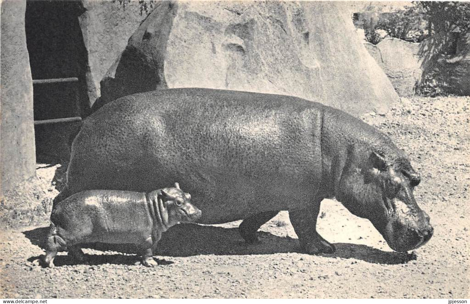 ANIMAUX - HIPPOPOTAME - PARIS, PARC ZOOLOGIQUE DU BOIS DE VINCENNES - HIPPOPOTAME ET SON PETIT - Flusspferde