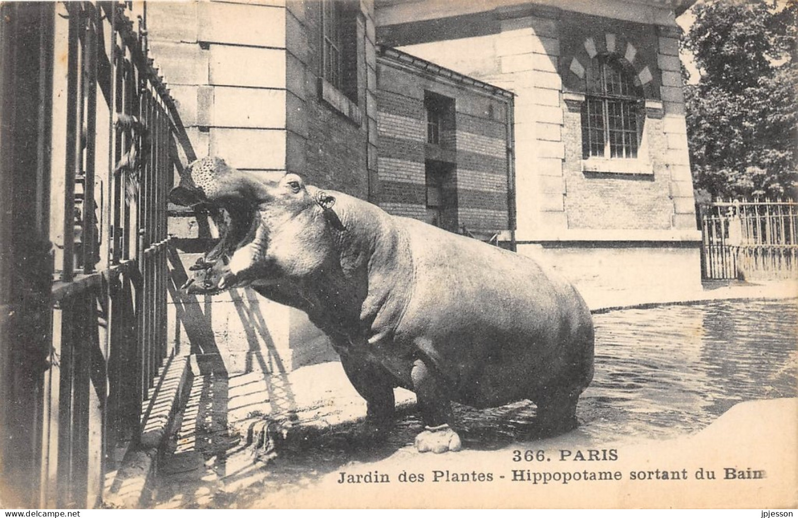 ANIMAUX - HIPPOPOTAME - PARIS, JARDIN DES PLANTES - HIPPOPOTAME SORTANT DU BAIN - Hippopotames