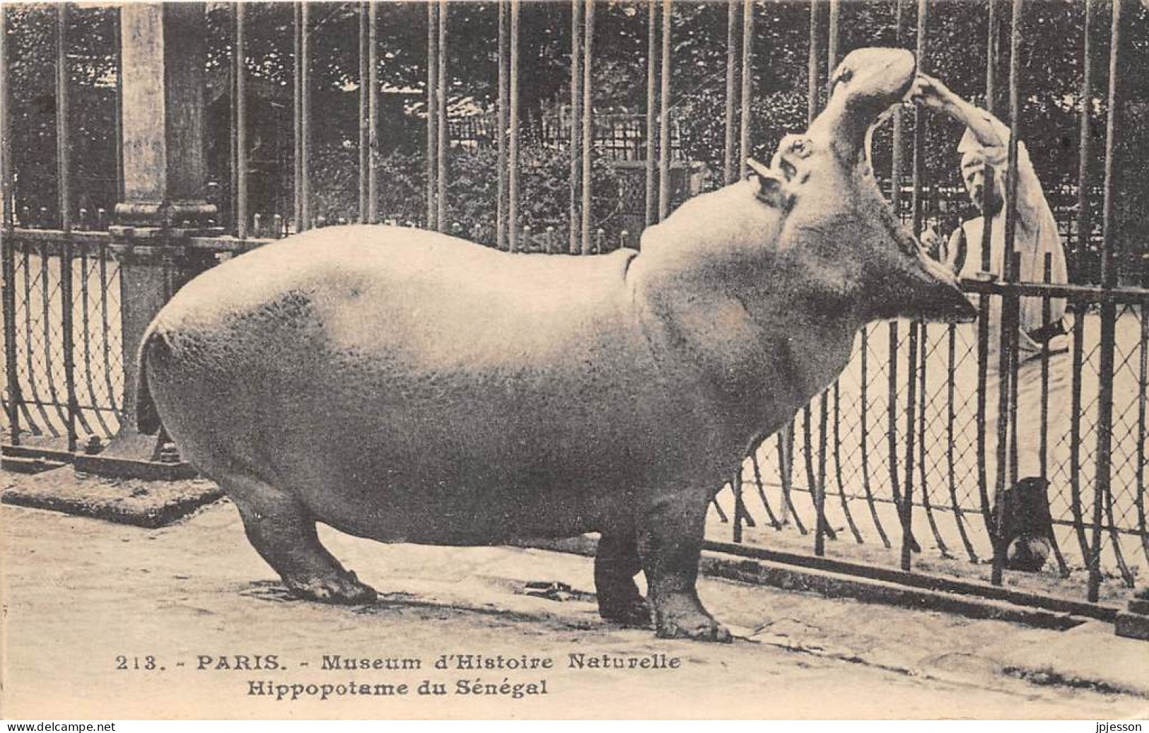 ANIMAUX - HIPPOPOTAME - PARIS, MUSEUM D'HISTOIRE NATURELLE - HIPPOPOTAME DU SENEGAL - Hippopotames