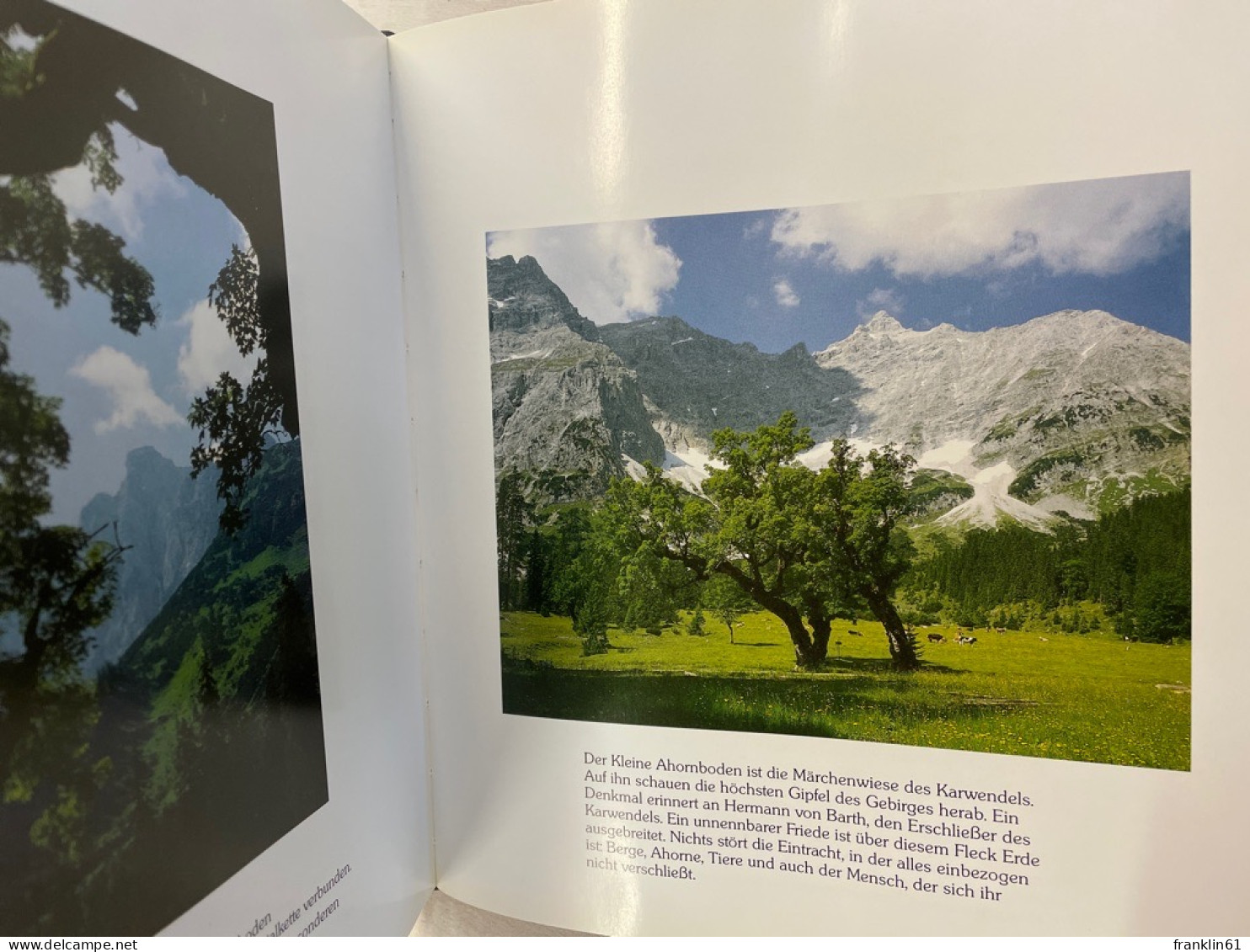 Der Bergahorn im Karwendel.