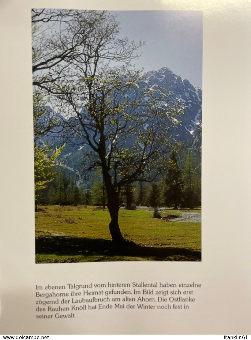 Der Bergahorn im Karwendel.