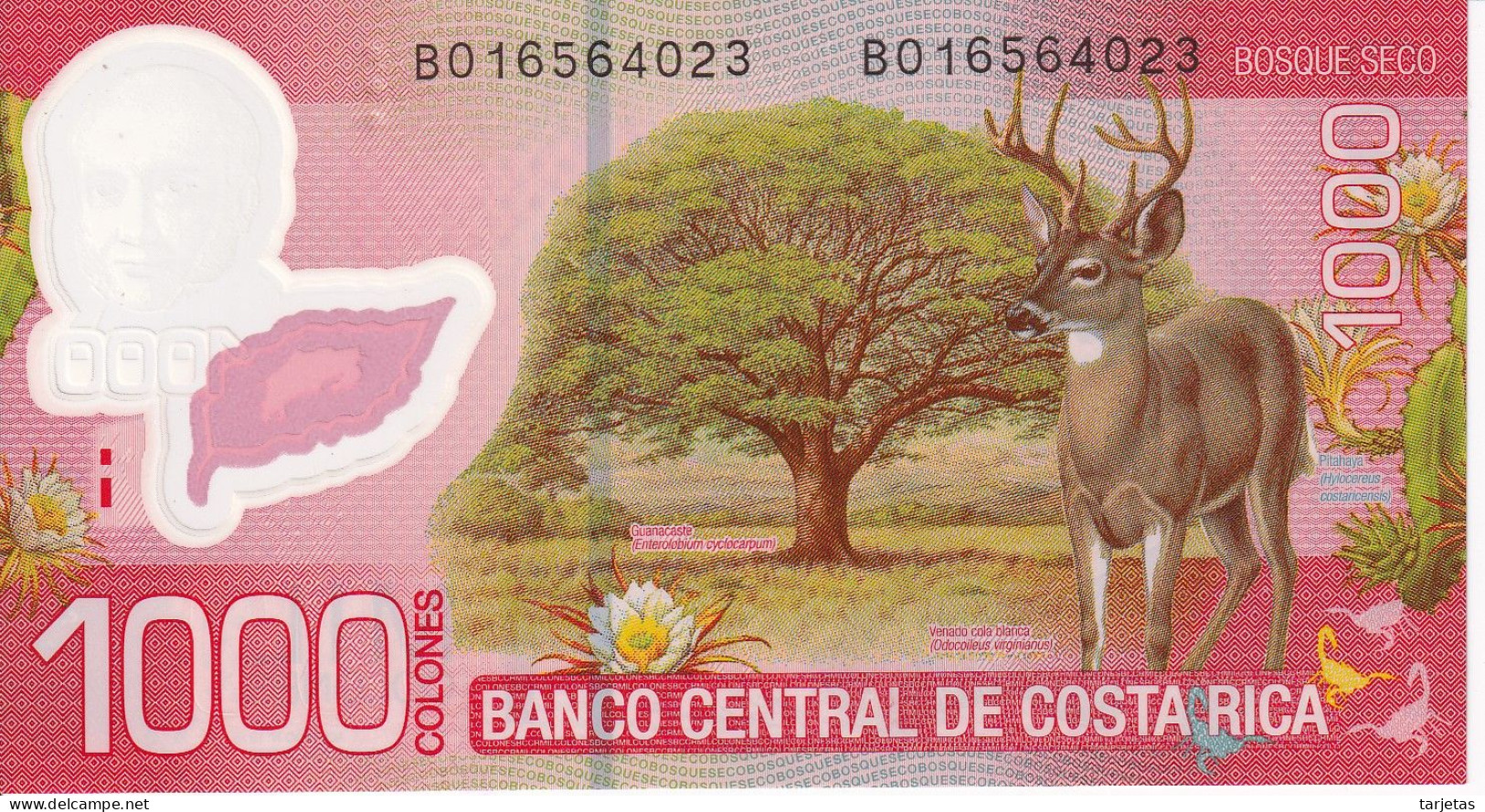 BILLETE DE COSTA RICA DE 1000 COLONES DEL AÑO 2013 SIN CIRCULAR (UNC) (CIERVO-DEER)  (BANKNOTE) - Costa Rica