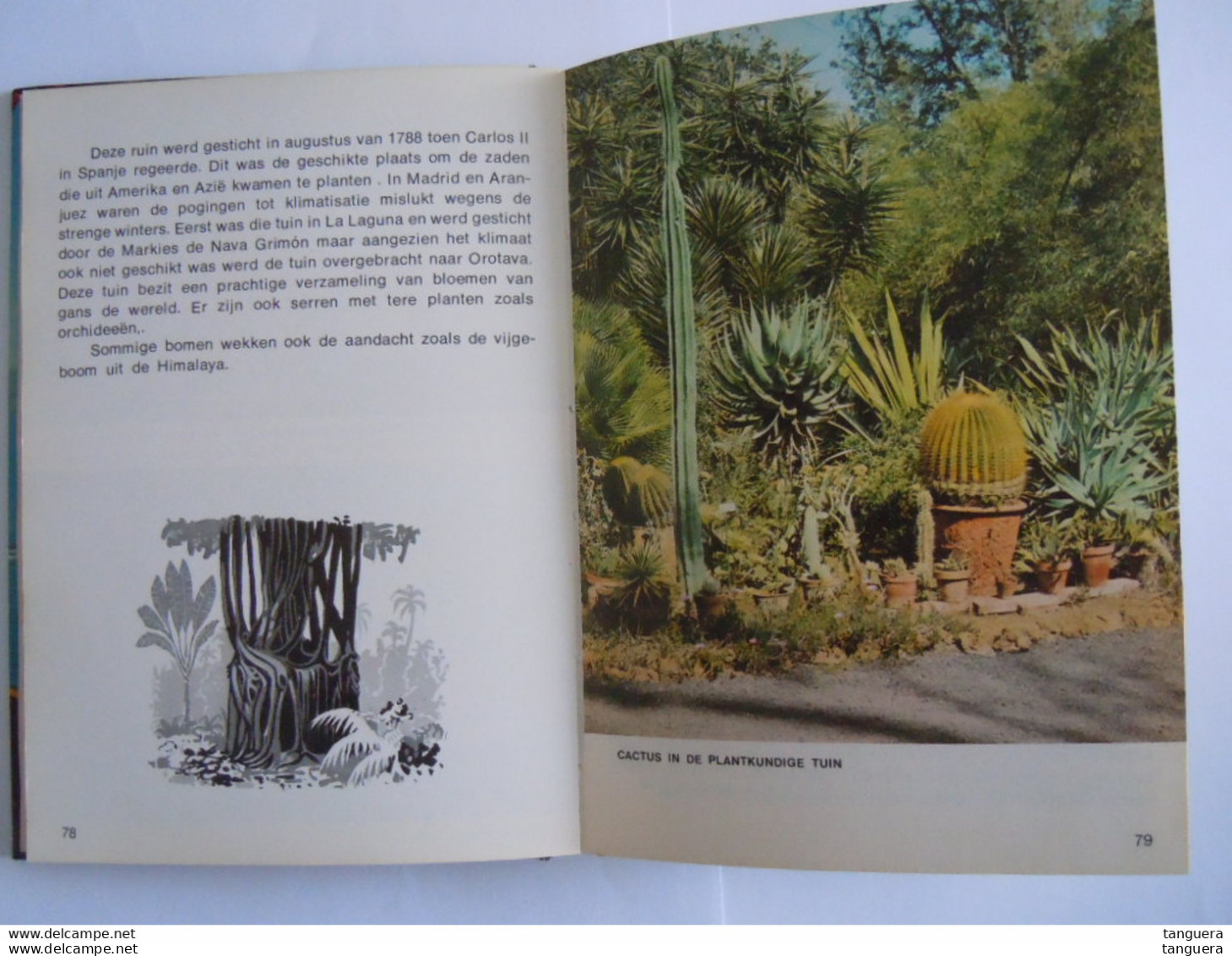 Tenerife Gids en souvenir 1971 tekst C.N. Perez vertaald uit het spaans