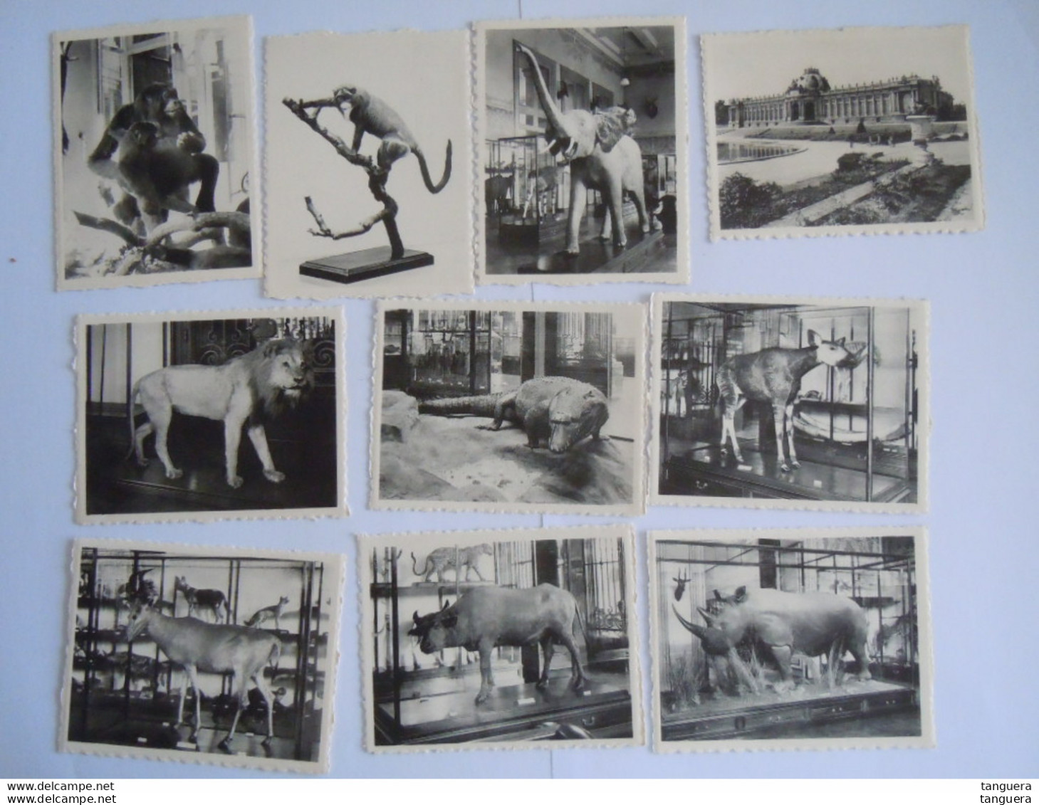 10 Snapshots Tervuren Museum Van Belgisch Congo Muséd Du Congo Belge Série 1  Nels Dieren Animaux Form 9 X 7 Cm - Tervuren