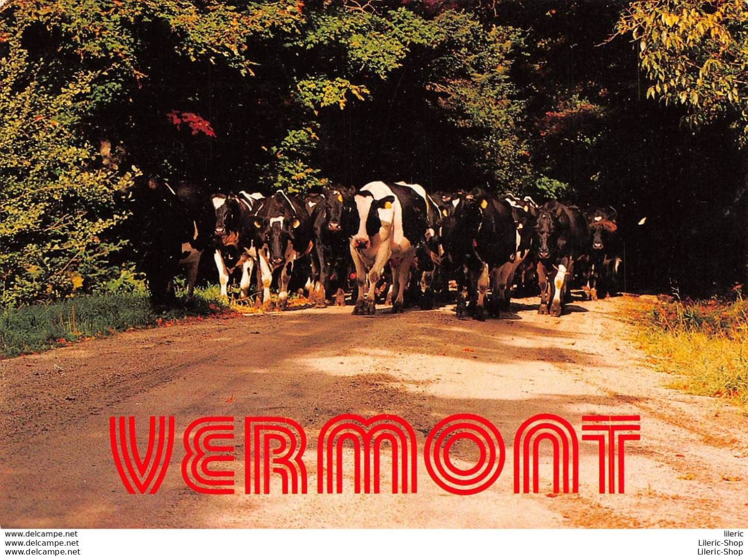 COWS HAVE THE RIGHT OF WAY IN VERMONT. THEY OUTNUMBER PEOPLE IN SOME PARTS OF THE STATE !  - Mucche