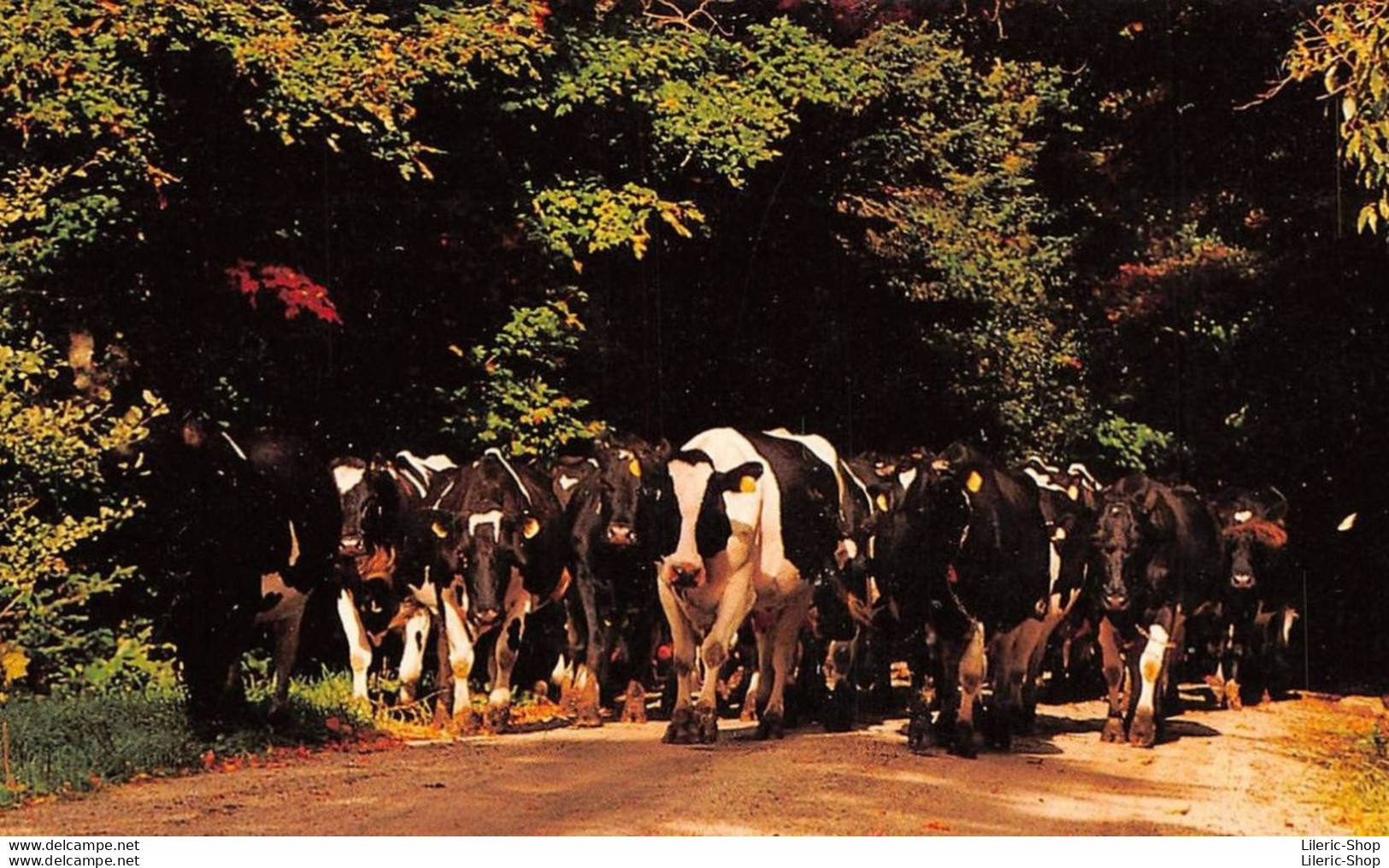 COWS HAVE THE RIGHT OF WAY IN VERMONT. THEY OUTNUMBER PEOPLE IN SOME PARTS OF THE STATE !  - Mucche