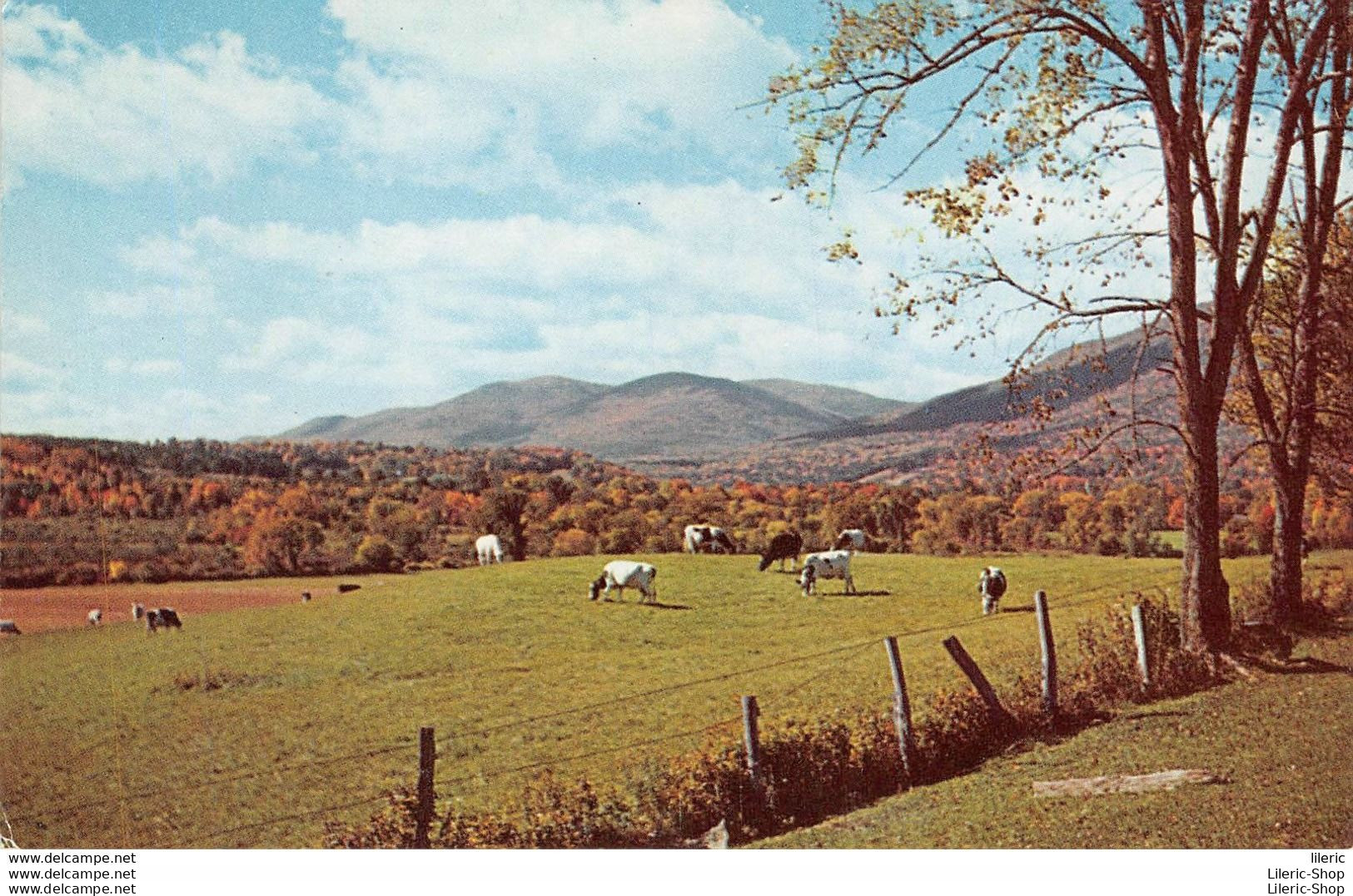 US POSTCARD TYPIQUE DANS LE VERMONT, CETTE SCENE PASTORALE Photo By Carleton Allen  - Vacas