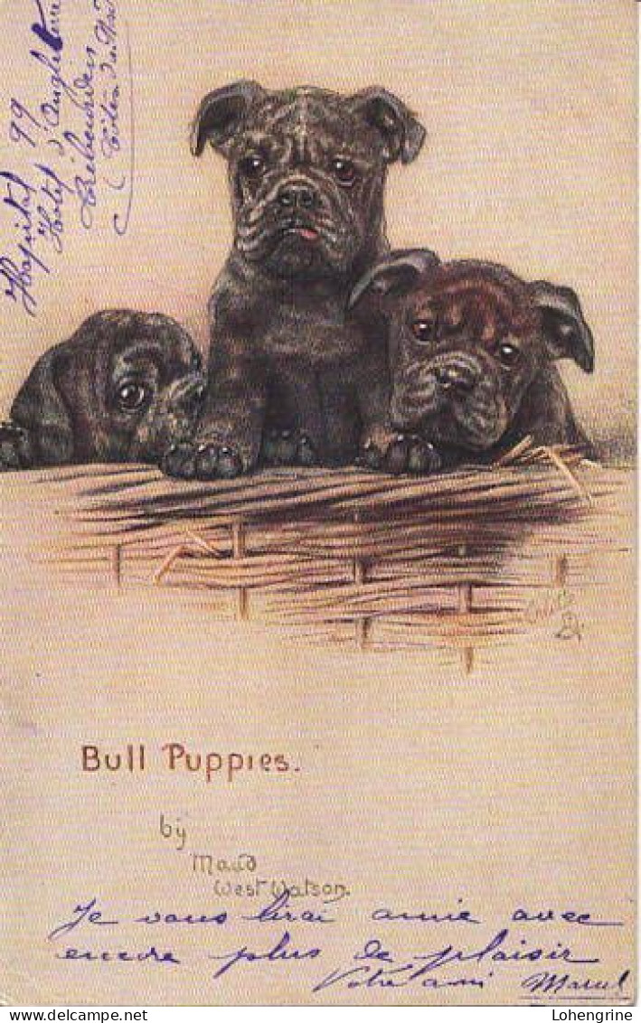 Bull Puppies, Chiots Carte Illustrée Par Maud West Watson - Amtsberg, Otto