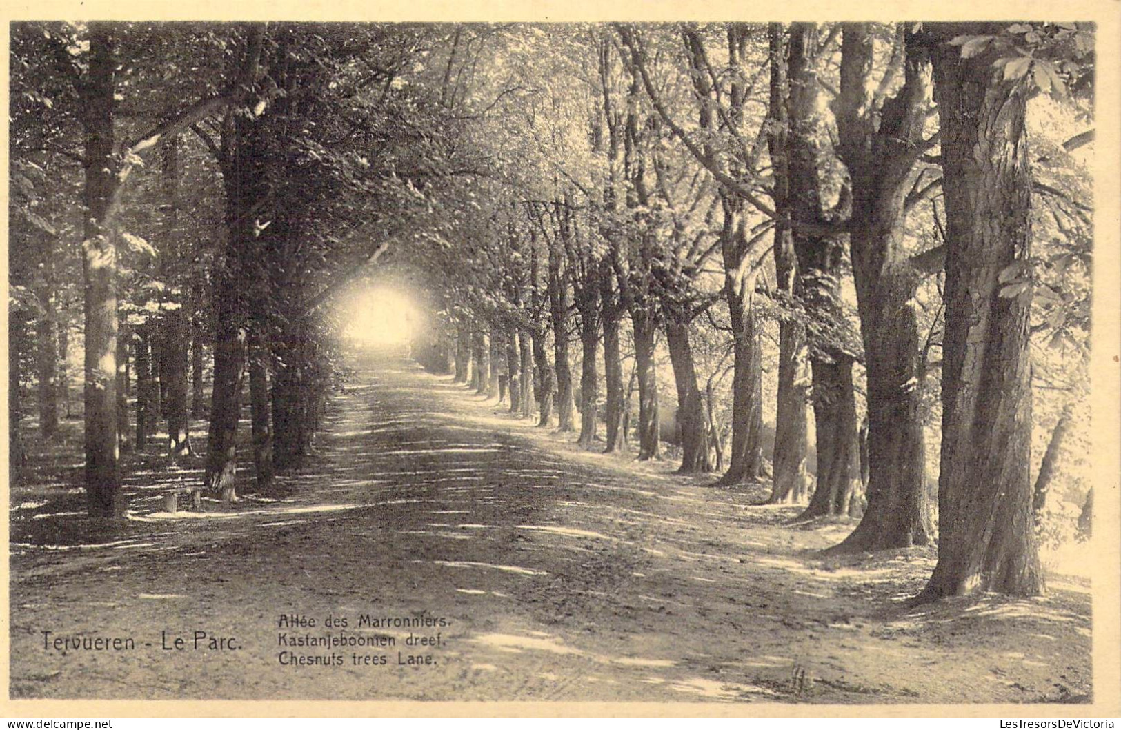 BELGIQUE - Tervueren - Le Parc - Allée Des Marronniers - Carte Postale Ancienne - Tervuren