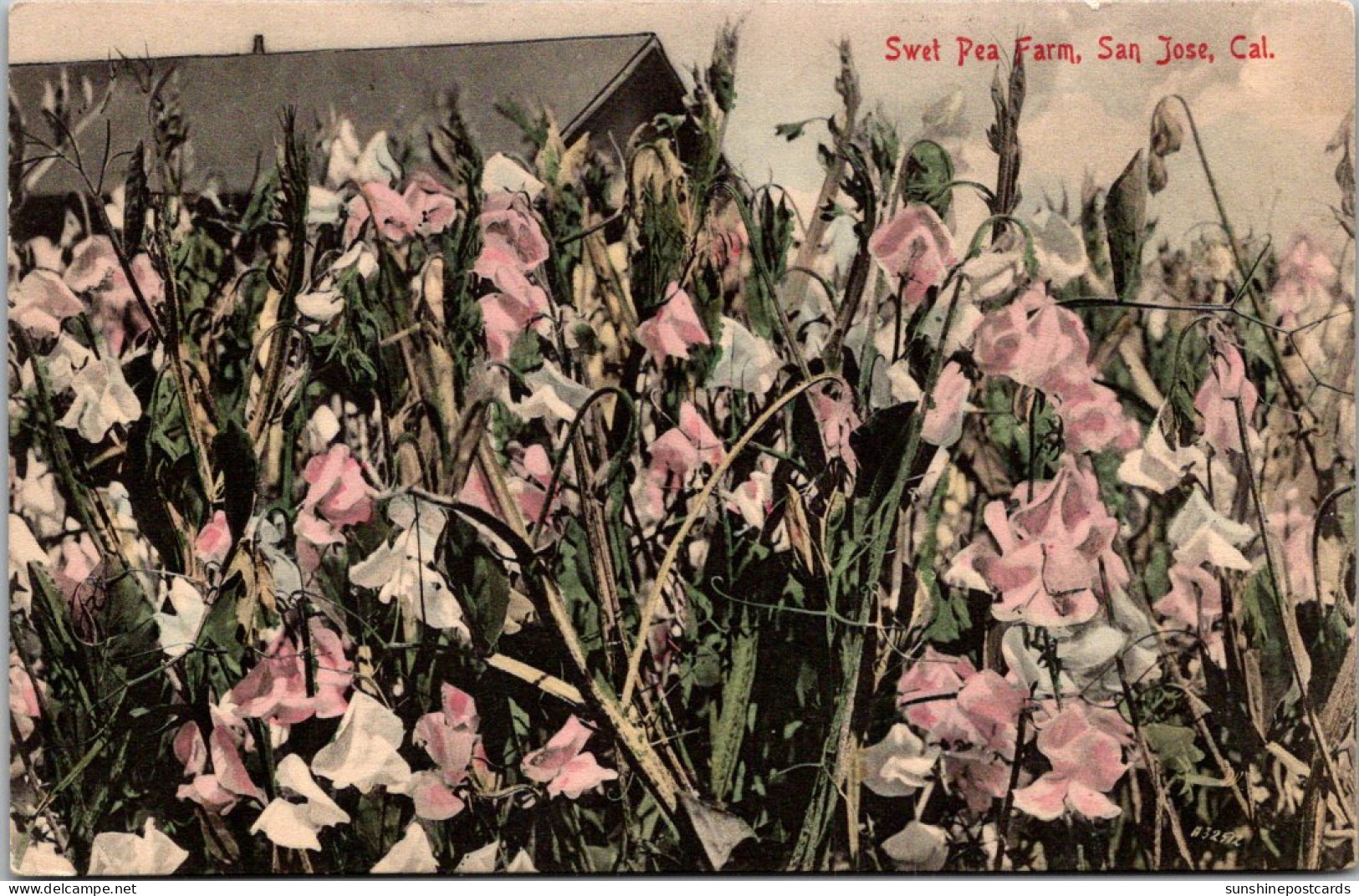 California San Jose Sweet Pea Farm - San Jose