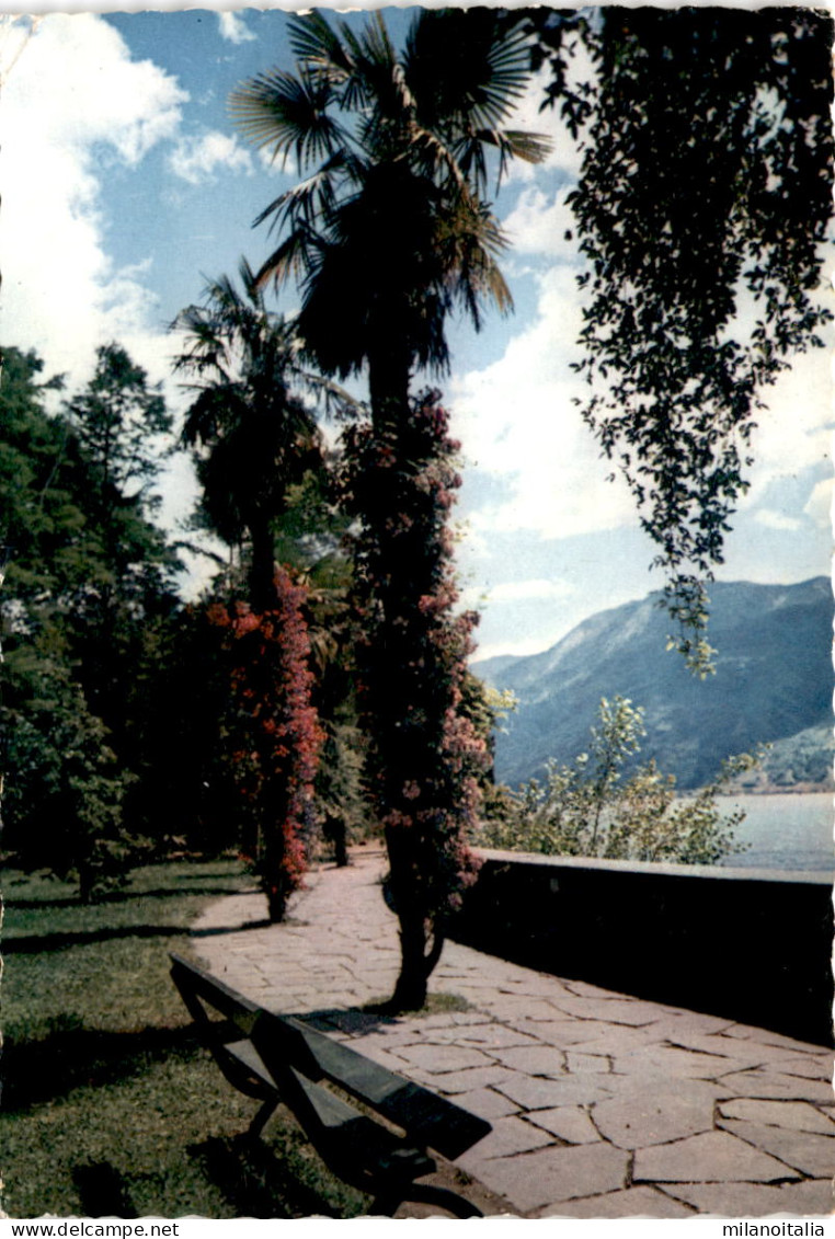 Isole Di Brissago (Lago Maggiore) - Parco Botanico Del Ct. Ticino (635) * 2. 6. 1955 - Brissago