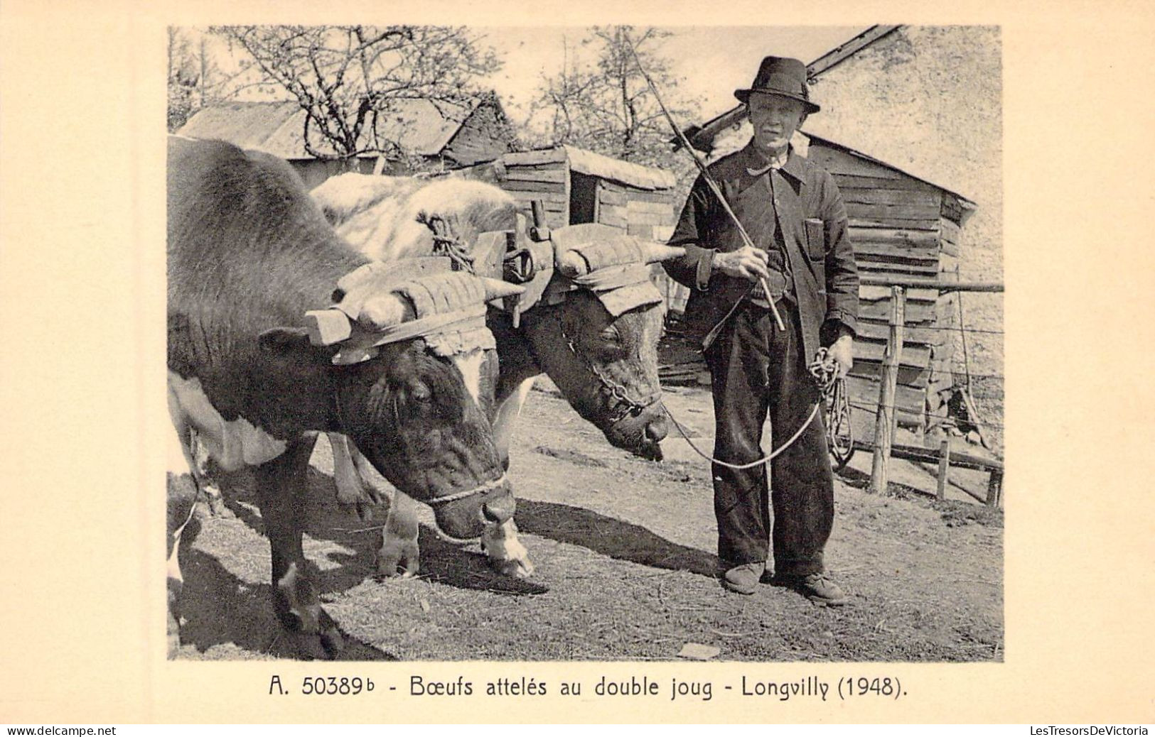 BELGIQUE - LONGVILLY - Boeufs Attelés Au Double Joug - 1948 - Carte Postale Ancienne - Other & Unclassified