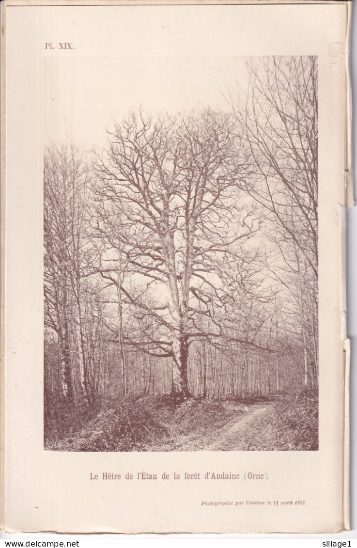 La Sauvagère (Orne 61) Le Hêtre De L'Etau + La Cépée De Hêtre De La Forêt D'Andaine Photographiés 11 Avril 1897 CARTE - Other Plans