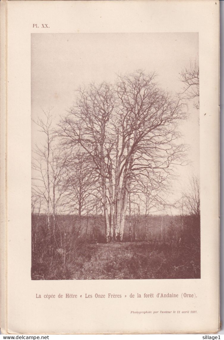 La Sauvagère (Orne 61) Le Hêtre De L'Etau + La Cépée De Hêtre De La Forêt D'Andaine Photographiés 11 Avril 1897 CARTE - Other Plans