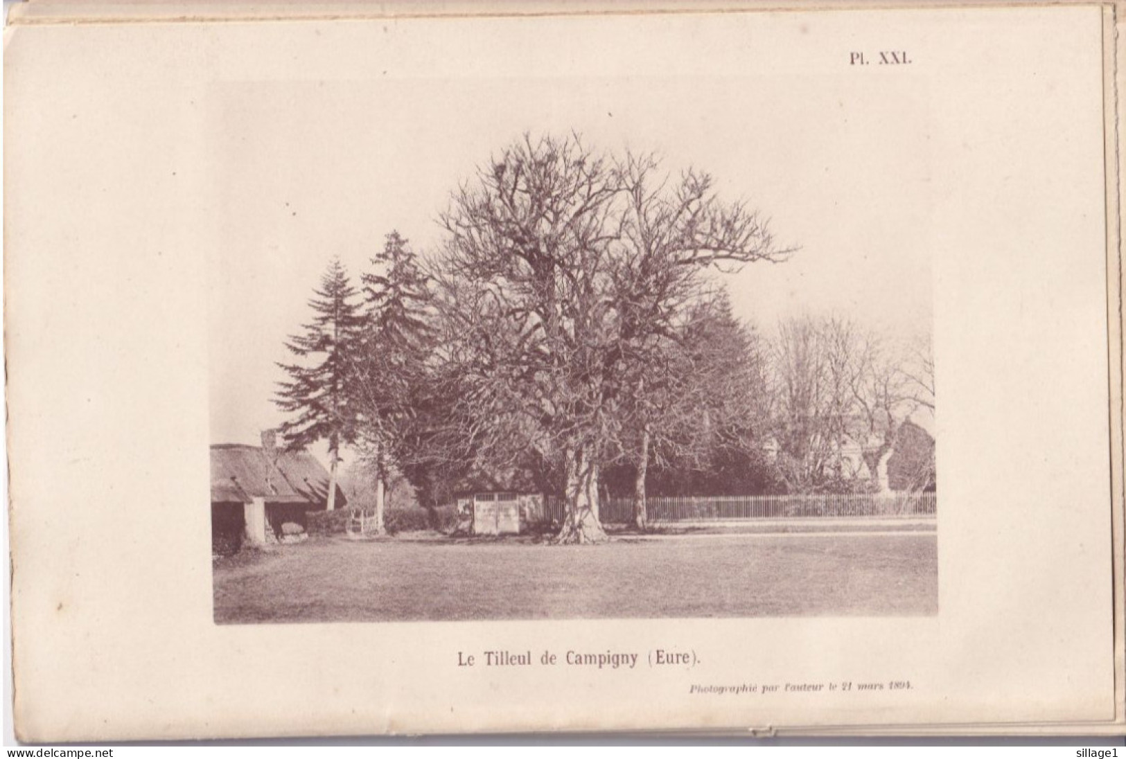 Campigny (Eure 27) Le Tilleul De Campigny (Eure) - Photographié Le 21 Mars 1894 à 25 Km De Pont-Audemer - Andere Plannen